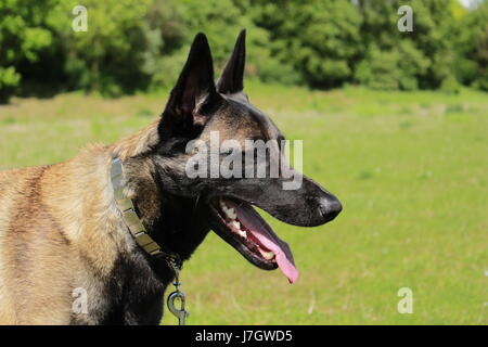 Belgian shepherd dog malinois Stock Photo