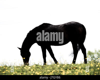 A horse is silhouetted as it grazes on a field with yellow buttercup flowers, on a farm in Daisy Nook, Manchester Stock Photo