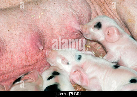 Gloucester Old Spot piglet Stock Photo