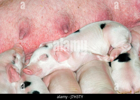 Gloucester Old Spot piglet Stock Photo