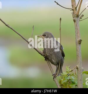 Fledgling Starling sitting on a twig waiting to be fed Stock Photo