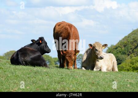Cows of different colours grouped together in a field near Glasgow, Scotland, UK Stock Photo