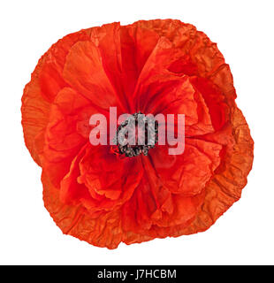 Closeup red poppy flower Stock Photo