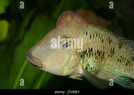 rothaubenerdfresser (geophagus steindachneri) Stock Photo