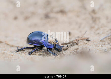 Earth-boring dung beetle - Trypocopris vernalis Stock Photo
