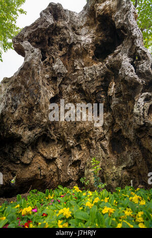 Ancient Tree Trunk Stock Photo