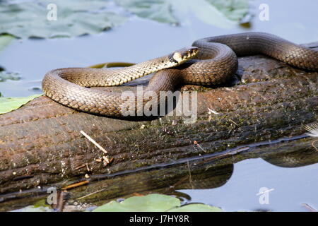 ringelnatter while sunbathing Stock Photo