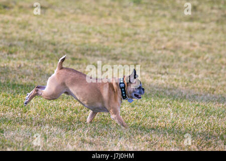 Bugg dog (cross between Boston Terrier and Pug) running free in city park Stock Photo