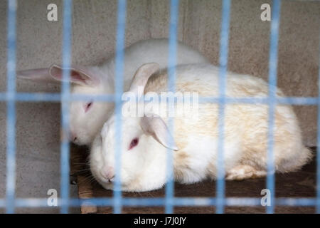Two white rabbits in a small cage Stock Photo