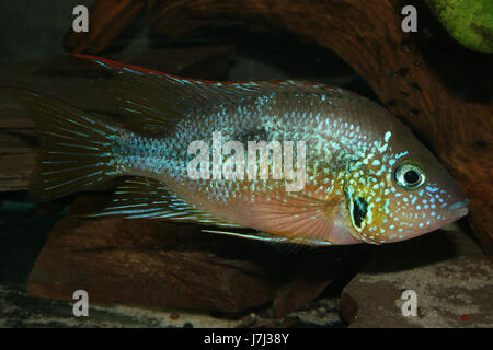 mexican firemouth cichlid (thorichthys aureus) - male Stock Photo