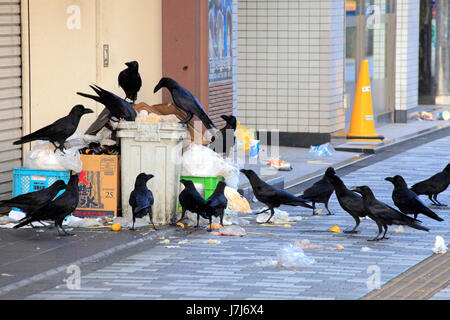 Urban Crows on Garbage in Tachikawa city Tokyo Japan Stock Photo