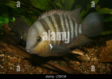 black cichlid (cryptoheros spilurus) Stock Photo