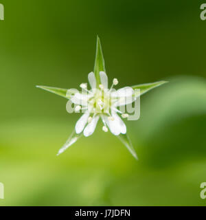 Bog stitchwort (Stellaria alsine) flower. White flower of plant in family Caryophyllaceae, with petals split more than halfway and shorter than sepals Stock Photo