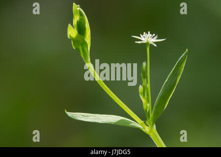 Bog stitchwort (Stellaria alsine) in flower. Short creeping plant with white flowers in the family Caryophyllaceae, growing in wet woodland Stock Photo