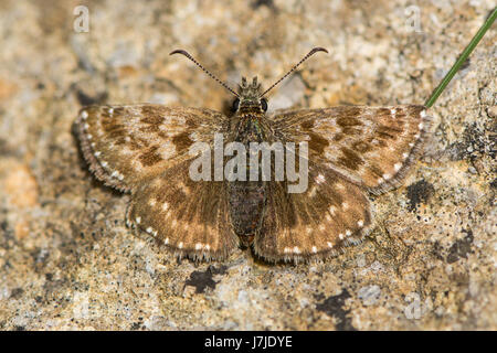 Dingy skipper butterfly (Erynnis tages) freshly emerged. A butterfly in the family Hesperiidae, at rest on stone Stock Photo