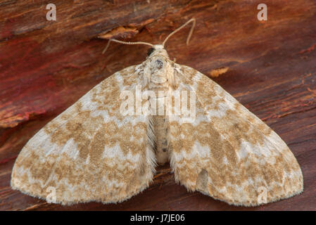 Sandy carpet (Perizoma flavofasciata) moth. Sandy coloured insect in the family Geometridae, at rest on bark Stock Photo