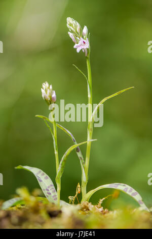 Common spotted orchids (Dactylorhiza fuchsii) in flower. Two plants in the family Orchidaceae, flowering in an ancient British woodland Stock Photo