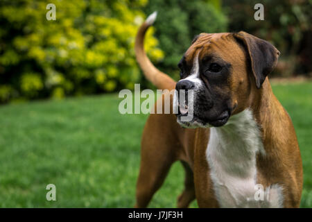 Boxer dog red and white Stock Photo - Alamy