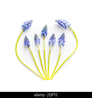 grape Hyacinths Stock Photo