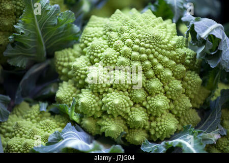 Still life of romanesco cauliflower or broccoli heads Stock Photo