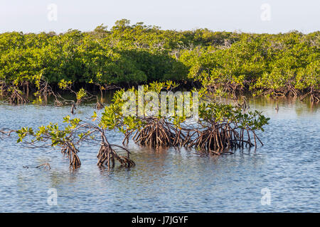 Red Mangroves, Rhizophora mangle, Jardines de la Reina, Cuba Stock Photo