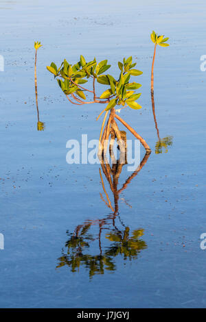 Red Mangroves, Rhizophora mangle, Jardines de la Reina, Cuba Stock Photo