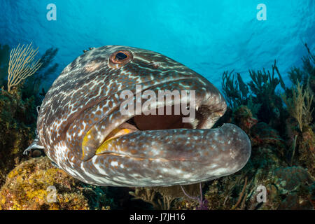 Black Grouper, Mycteroperca bonaci, Jardines de la Reina, Cuba Stock Photo