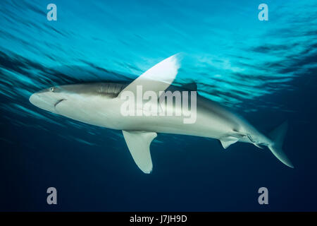 Silky Shark, Carcharhinus falciformis, Jardines de la Reina, Cuba Stock Photo