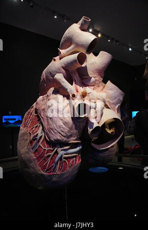 blue whale heart actual