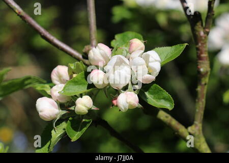 Cluster of white and pink Discovery Apple Blossom buds opening in the Spring sunshine in Shropshire, England Stock Photo