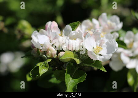 Cluster of white and pink Discovery Apple Blossom flowers blooming in the Spring sunshine in Shropshire, England Stock Photo