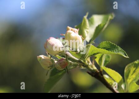 White and pink Discovery Apple Blossom buds opening in the Spring sunshine in Shropshire, England Stock Photo