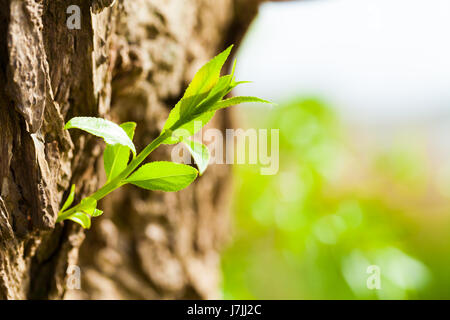 little branch on a tree on green background Stock Photo