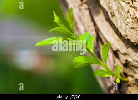 little branch on a tree on green background Stock Photo