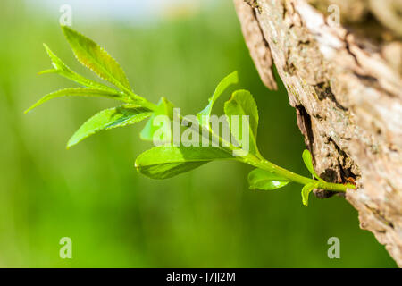 little branch on a tree on green background Stock Photo