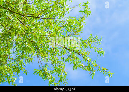tree with green leaves on blue background Stock Photo