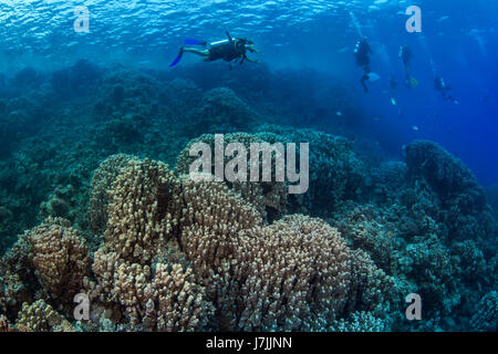 Scuba divers explore hard coral reef in the Red Sea off the coast of Egypt. Stock Photo