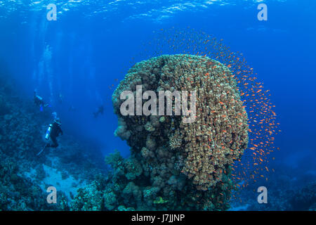 Scuba diver watches colorful fish form halo around coral dome as companion divers explore reef blue water background. Red Sea, Egypt Stock Photo