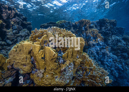 Seascape image of blade fire coral (Millepora complanata) colonies along a wall reef in the Red Sea off the coast of Southern Egypt. Stock Photo