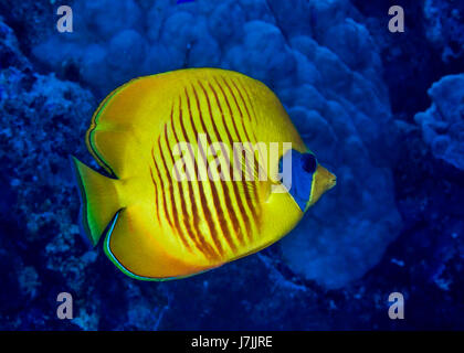 Detail image of a Bluecheek butterflyfish with blue coral reef background. Red Sea, Egypt. Stock Photo