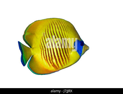 Detail image of a Bluecheek butterflyfish on white background. Red Sea, Egypt. Stock Photo