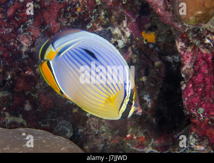 Close-up image of yellow and blue melon butterflyfish against contrasting red coral reef background. South Male Atoll, Maldives. Stock Photo