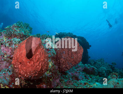 Seascape of giant red barrel sponges with diver silhouettes in blue water background. Spratly Islands, South China Sea. Stock Photo
