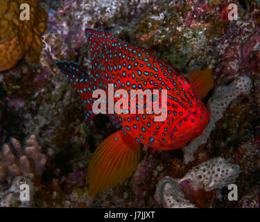 Bluespotted grouper peers from its lair in the coral reef. Stock Photo