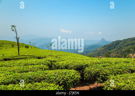 Tea plantations in Munnar, Kerala, India. Stunning views of green hills with blue sky. Stock Photo