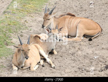 Three lazy Juvenile African Southern or Common Eland antelopes (Taurotragus oryx) resting. Stock Photo