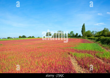 Japanese blood grass also known as Cogon grass growing on a hillside with trees and hedgerows under a blue sky in yorkshire Stock Photo