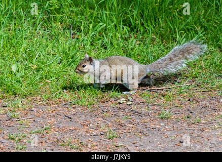 Grey squirrel running on the ground Stock Photo