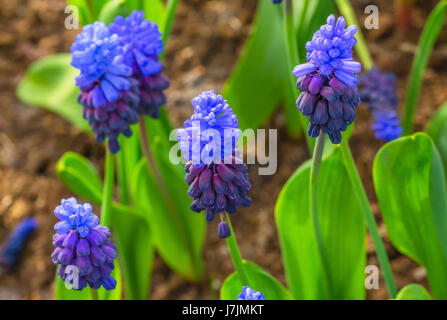 Blue Purple Grape Hyacinths Green Leaves Fields Keukenhoff Lisse Holland Netherlands.  Called the Garden of Europe Stock Photo