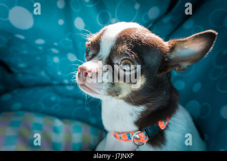 Chihuahua dog in bed Stock Photo